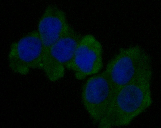 CEACAM6 Antibody in Immunocytochemistry (ICC/IF)
