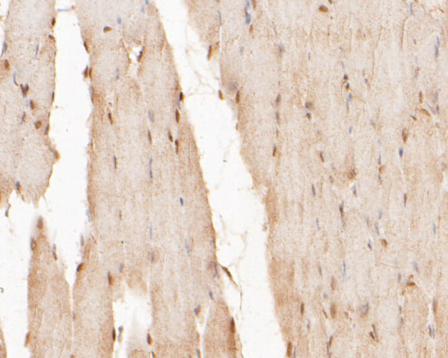 CUG-BP2 Antibody in Immunohistochemistry (Paraffin) (IHC (P))