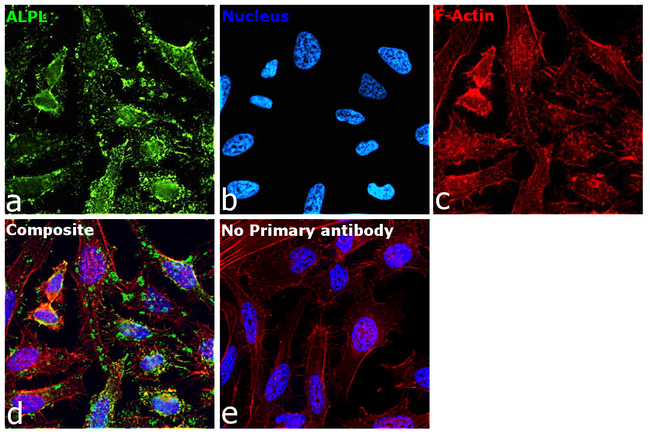 ALPL Antibody in Immunocytochemistry (ICC/IF)