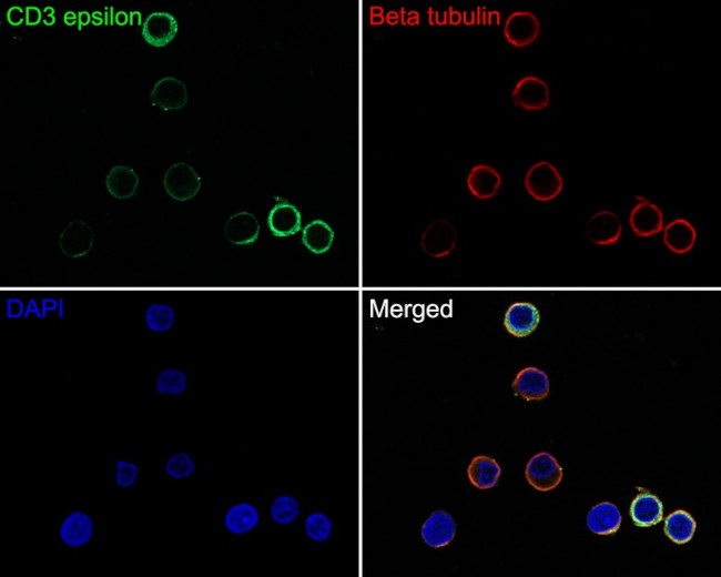 CD3e Antibody in Immunocytochemistry (ICC/IF)