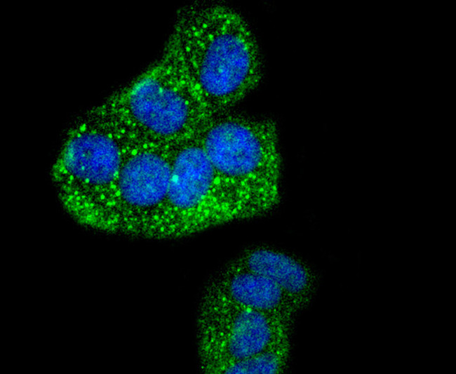 Phospho-IRF3 (Ser386) Antibody in Immunocytochemistry (ICC/IF)