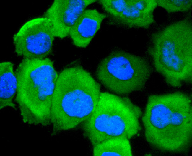 Phospho-EGFR (Ser695) Antibody in Immunocytochemistry (ICC/IF)