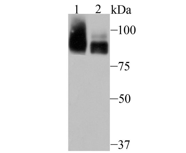 PCAF Antibody in Western Blot (WB)