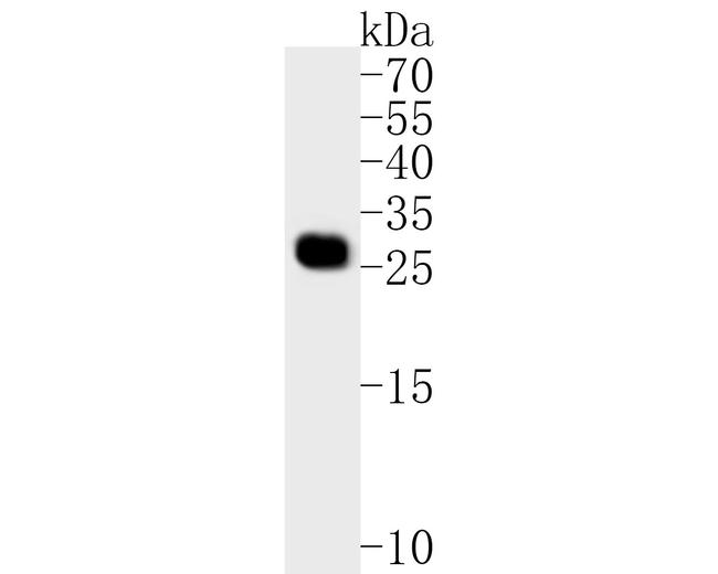 Pirh2 Antibody in Western Blot (WB)