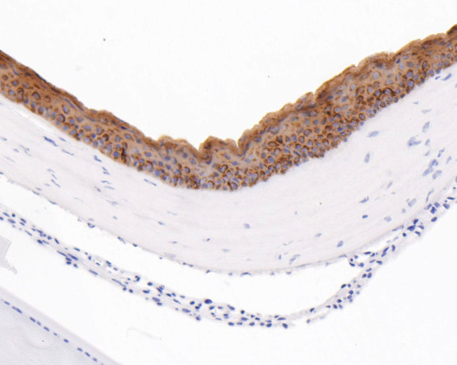 Cytokeratin 12 Antibody in Immunohistochemistry (Paraffin) (IHC (P))