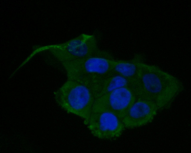 PIM2 Antibody in Immunocytochemistry (ICC/IF)