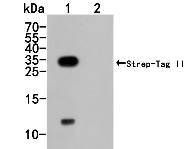 Strep Tag II Antibody in Western Blot (WB)