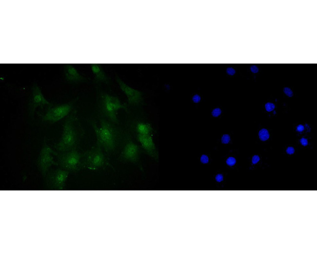 AMPK alpha-2 Antibody in Immunocytochemistry (ICC/IF)