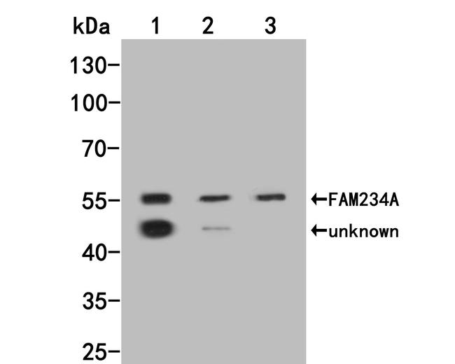 ITFG3 Antibody in Western Blot (WB)