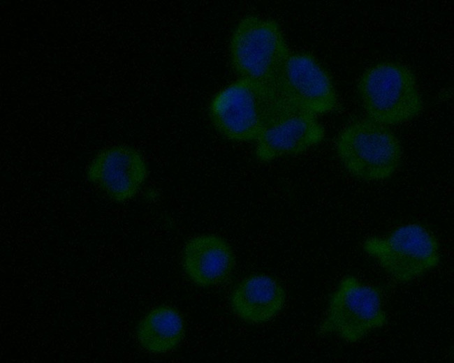LRRN3 Antibody in Immunocytochemistry (ICC/IF)