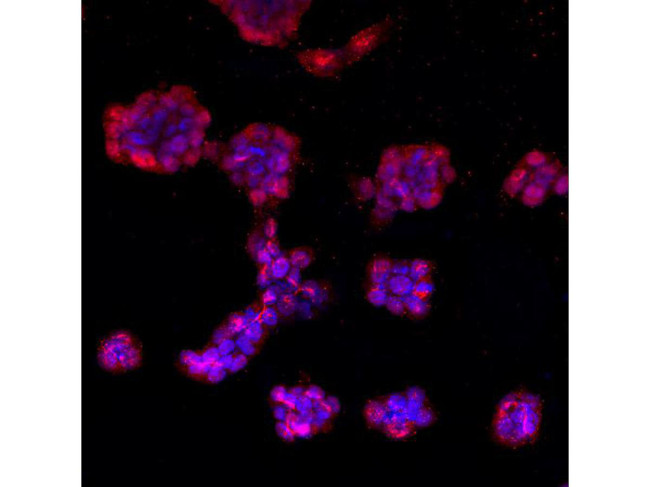DNMT3L Antibody in Immunocytochemistry (ICC/IF)