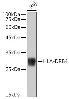 HLA-DRB4 Antibody in Western Blot (WB)