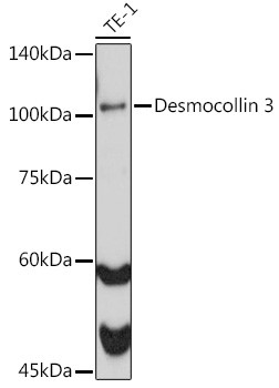 Desmocollin 3 Antibody in Western Blot (WB)
