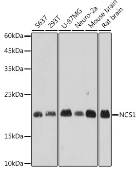 NCS1 Antibody in Western Blot (WB)