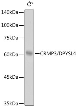 CRMP3 Antibody in Western Blot (WB)
