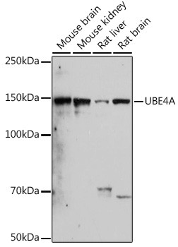 UBE4A Antibody in Western Blot (WB)