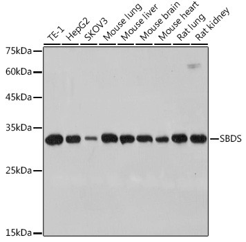 SBDS Antibody in Western Blot (WB)