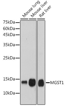 MGST1 Antibody in Western Blot (WB)