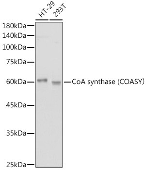 CoA Synthase Antibody in Western Blot (WB)