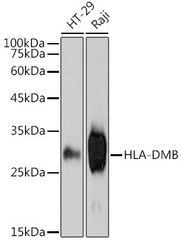 HLA-DMB Antibody in Western Blot (WB)