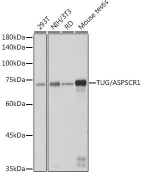 Tug Antibody in Western Blot (WB)