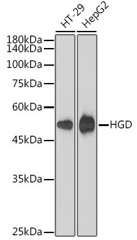 HGD Antibody in Western Blot (WB)