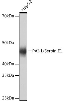 PAI1 Antibody in Western Blot (WB)