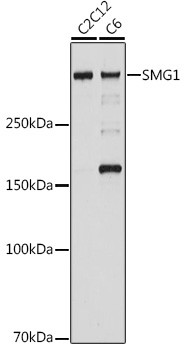 SMG1 Antibody in Western Blot (WB)