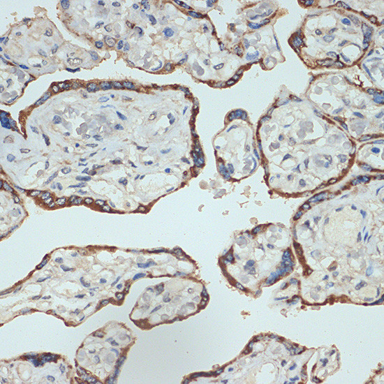 CSH1 Antibody in Immunohistochemistry (Paraffin) (IHC (P))