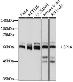 USP14 Antibody in Western Blot (WB)