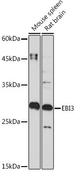 EBI3 Antibody in Western Blot (WB)