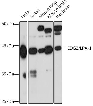 EDG2 Antibody in Western Blot (WB)