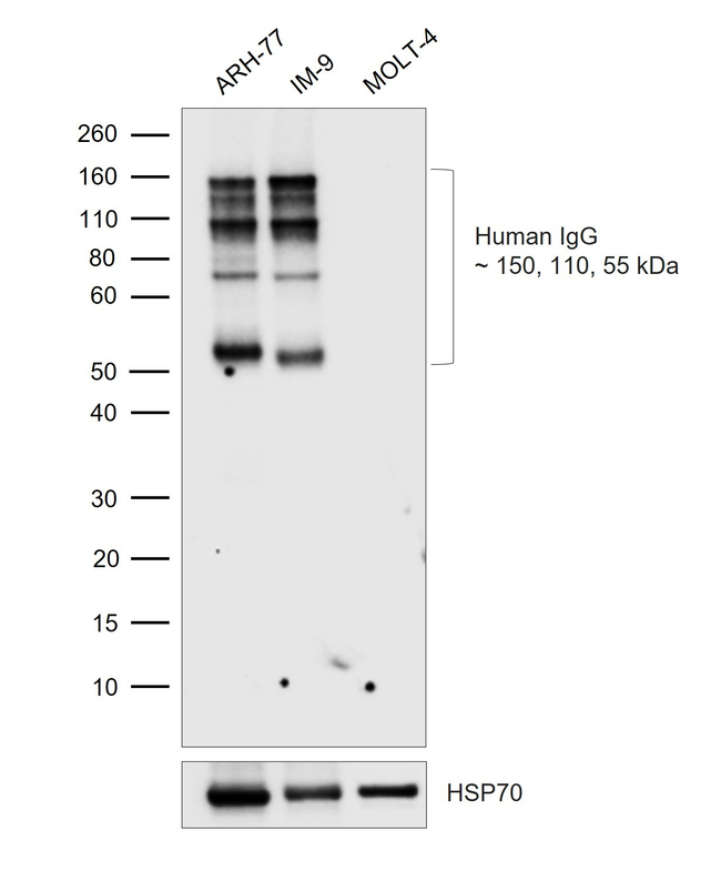 Human IgG Antibody in Western Blot (WB)