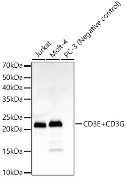 CD3e/CD3g Antibody in Western Blot (WB)
