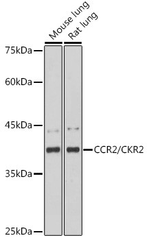 CCR2 Antibody in Western Blot (WB)