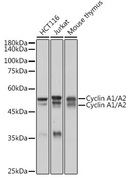 Cyclin A1/A2 Antibody in Western Blot (WB)