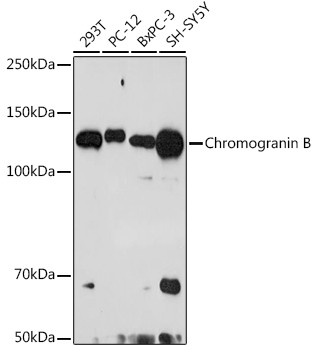 Chromogranin B Antibody in Western Blot (WB)