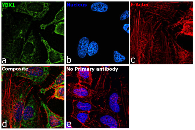 YBX1 Antibody in Immunocytochemistry (ICC/IF)