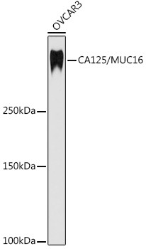 CA125 Antibody in Western Blot (WB)