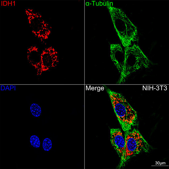IDH1 Antibody in Immunocytochemistry (ICC/IF)