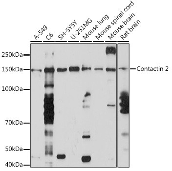 Contactin 2 Antibody in Western Blot (WB)