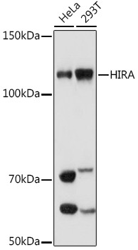 HIRA Antibody in Western Blot (WB)