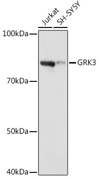 GRK3 Antibody in Western Blot (WB)