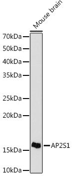 AP2S1 Antibody in Western Blot (WB)