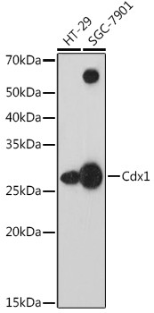 CDX1 Antibody in Western Blot (WB)