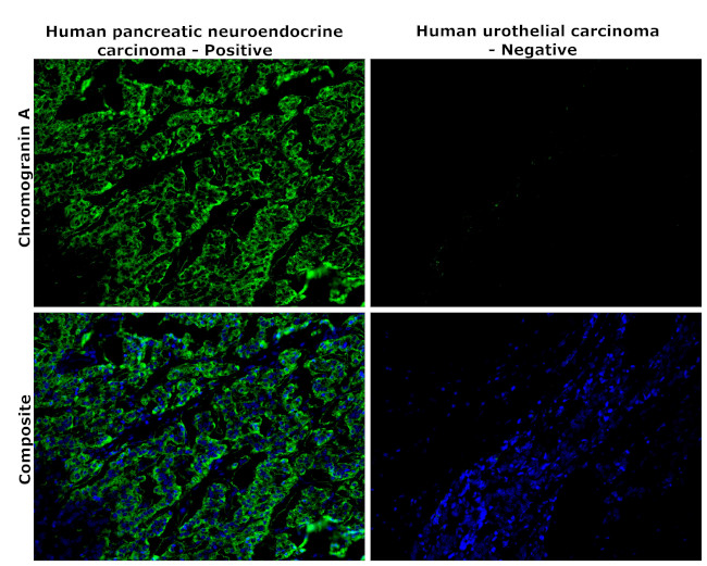 Chromogranin A Antibody in Immunohistochemistry (Paraffin) (IHC (P))