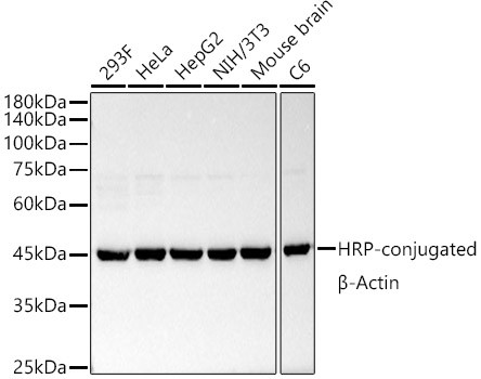 beta Actin Antibody in Western Blot (WB)