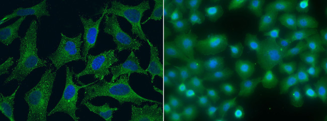 SPARCL1 Antibody in Immunocytochemistry (ICC/IF)