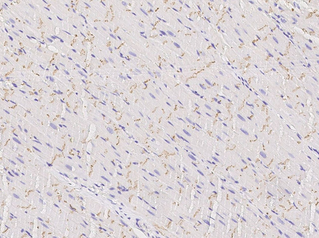 Connexin 43 Antibody in Immunohistochemistry (Paraffin) (IHC (P))