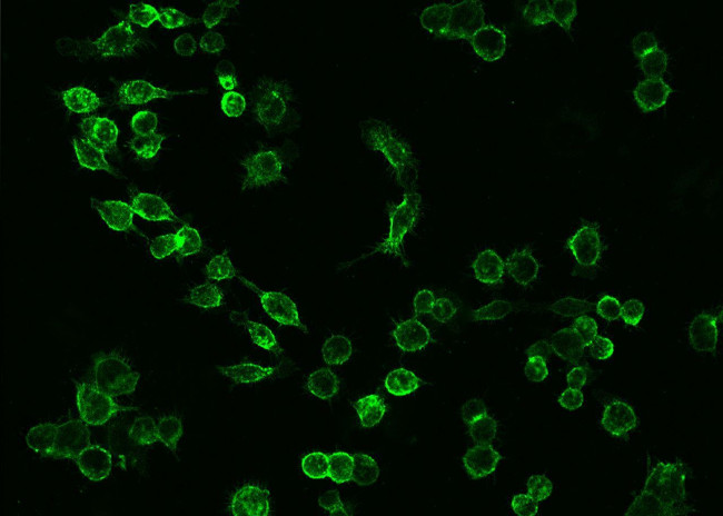 ICAM-1 Antibody in Immunocytochemistry (ICC/IF)